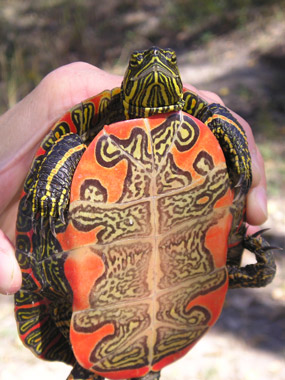 Painted turtle